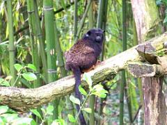 149 BIO PARC DE DOUE LA FONTAINE 5- 2016_000016